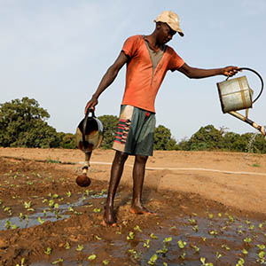 Empreendedor agrícola africano molhando plantas