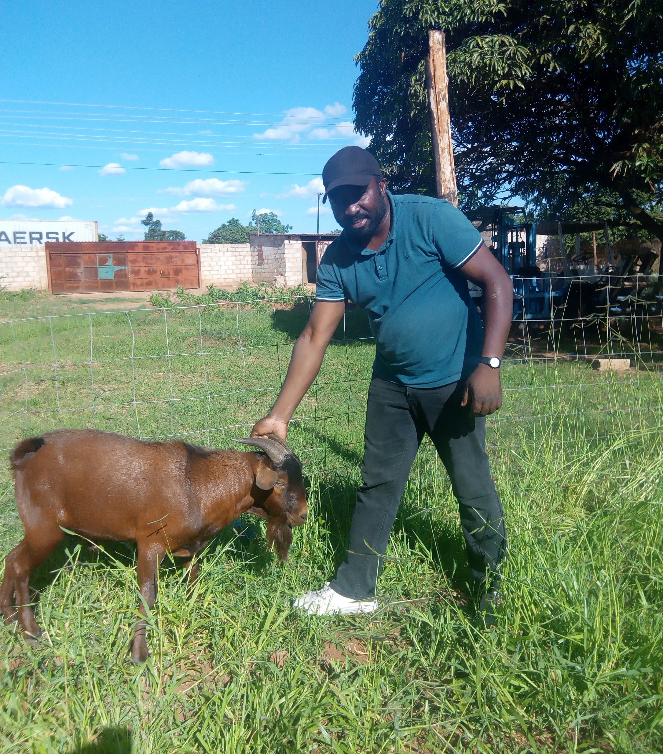 Paul Nyambe handling a goat scaled